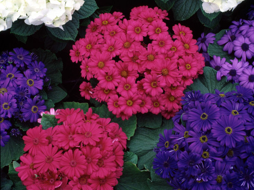 425244 (a): :1600x1200